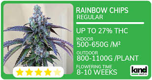 Exploring the Mexican Red Hair Strain Characteristics and Effects Exploring the Mexican Red Hair Strain Characteristics and Effects