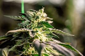 Exploring the Mexican Red Hair Strain Characteristics and Effects Exploring the Mexican Red Hair Strain Characteristics and Effects